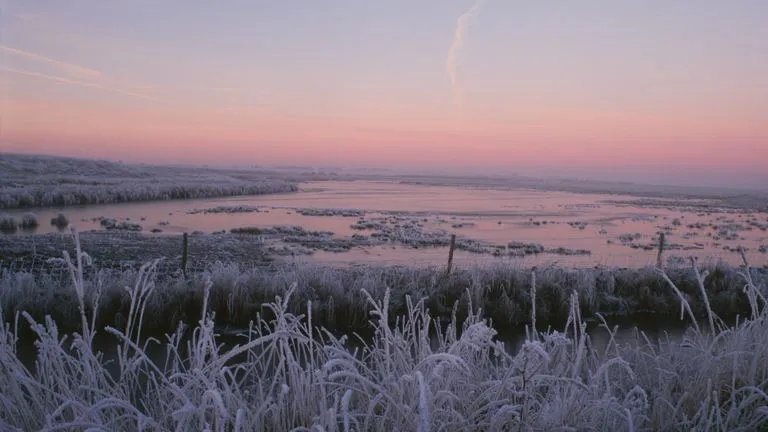 A pink and purple sky, reflected in the frozen over wetland, with masses of white frosted grasses in the foreground.